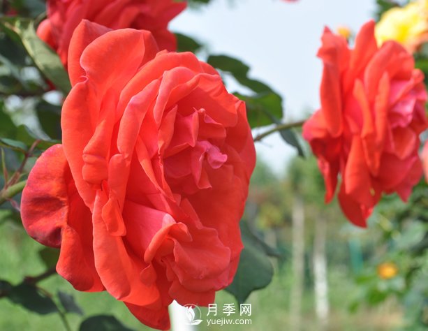 月季幼苗的育苗訣竅，澆水追肥等很重要(圖1)