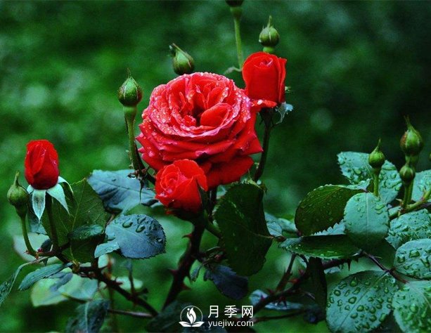 洛陽(yáng)夏季養藤本月季的技巧，花友快來(lái)看看吧(圖1)