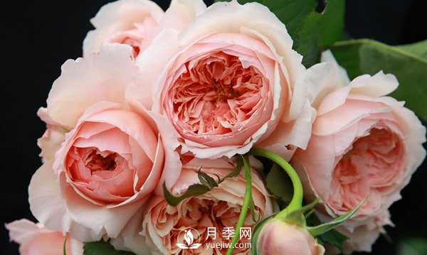 盆栽藤本月季怎么施肥，以下技巧來(lái)學(xué)習吧(圖1)