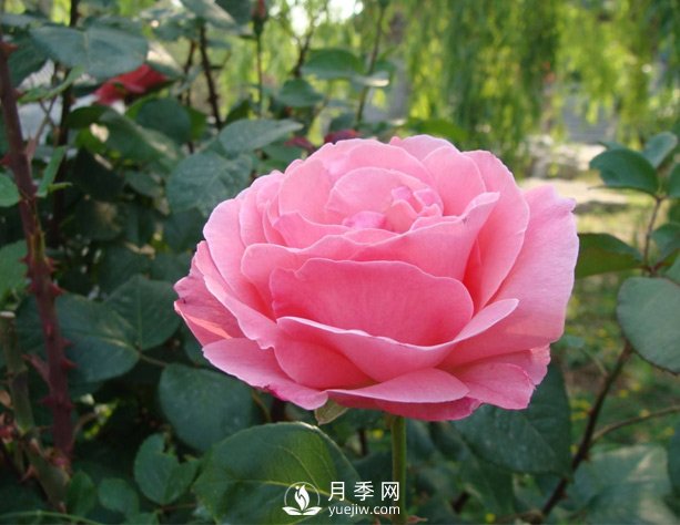 月季梅雨季易有黑斑病，該怎么養護呢？(圖1)