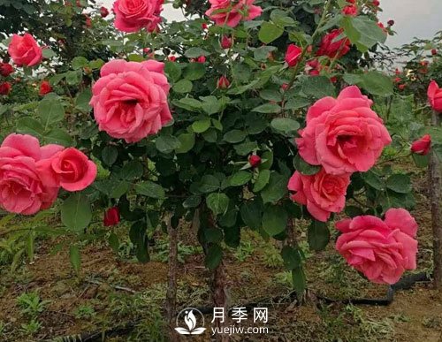月季花扦插生根慢？月季網(wǎng)教你快速生根法！(圖1)