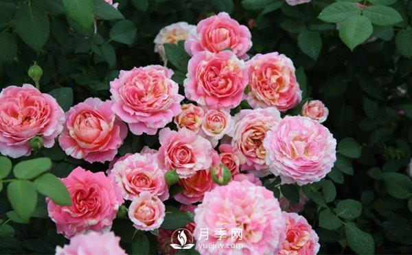 藤本月季在種植的時(shí)候要按照什么樣的方法步驟來(lái)進(jìn)行呢？(圖1)