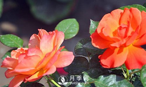 南陽(yáng)大花月季在種植時(shí)要注意哪些問(wèn)題呢？(圖1)