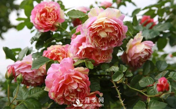 月季該如何栽培管理，養殖方法又是什么呢？(圖1)