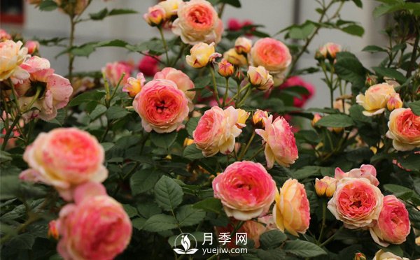 月季網(wǎng)教你不同時(shí)期的月季都有哪些修剪方式？(圖1)