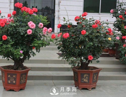 如何讓盆栽月季植株大，枝頭多，開(kāi)滿(mǎn)盆常開(kāi)不??？(圖1)