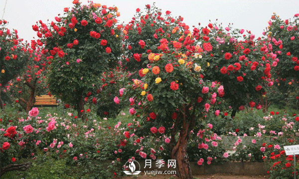 怎樣有效的防治園林月季樹(shù)黑斑病害？(圖1)