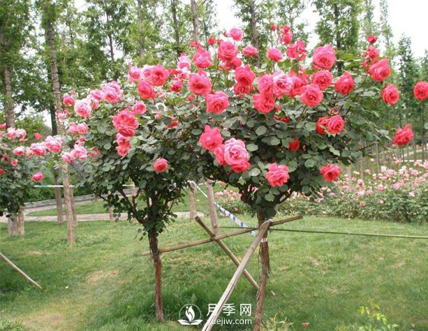 如何防治樹(shù)狀月季霉心??？(圖1)