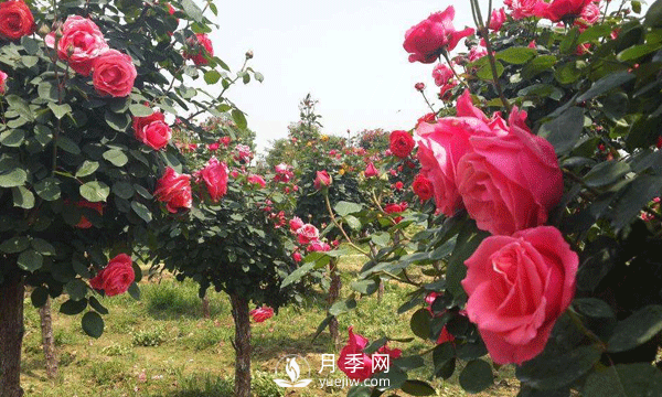 盆栽樹(shù)狀月季日常養護要及時(shí)修剪和預防病蟲(chóng)害(圖1)
