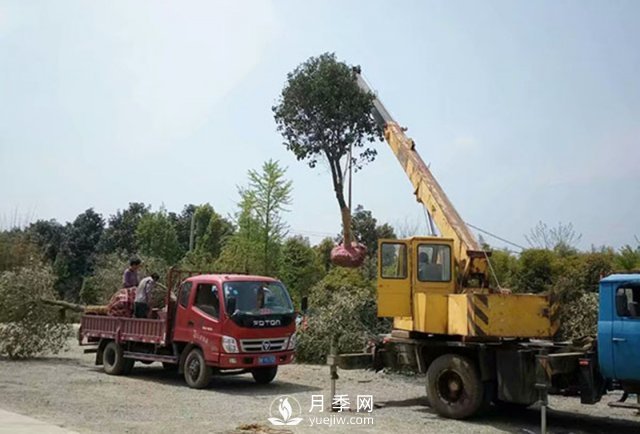 大規格苗木裝運技巧，移植技術(shù)有哪些技巧？(圖2)