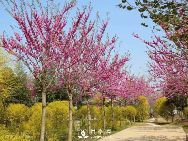 為何巨紫荊價(jià)格不菲，銷(xiāo)量卻很樂(lè )觀(guān)？(圖2)
