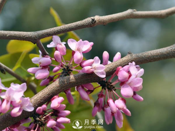 為何巨紫荊價(jià)格不菲，銷(xiāo)量卻很樂(lè )觀(guān)？(圖1)