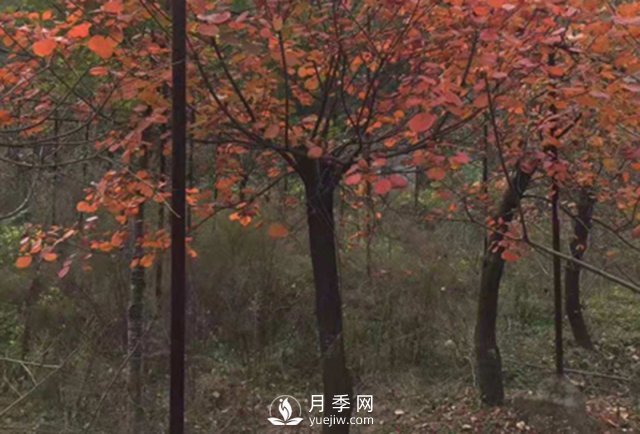 紅葉石楠的移栽準備繁殖及病蟲(chóng)害防治栽培(圖1)