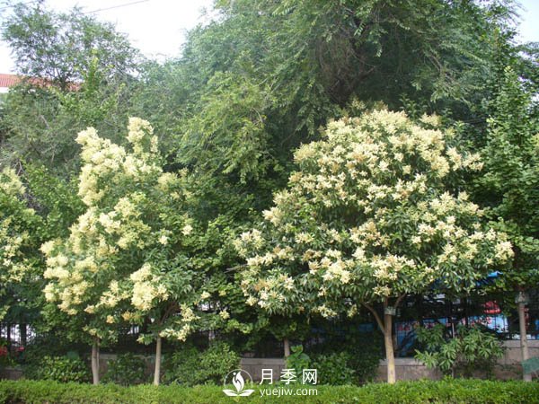 大葉女貞為何成為很多城市行道樹(shù)的首選？(圖1)