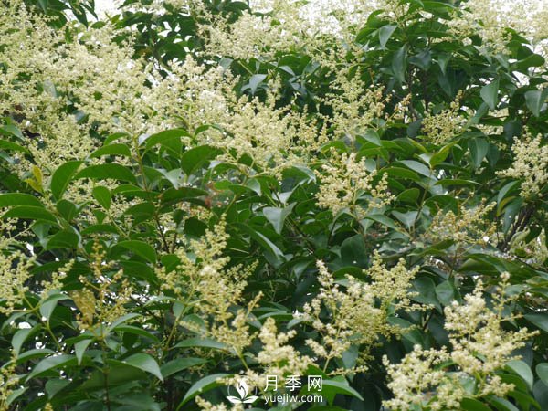 大葉女貞為何成為很多城市行道樹(shù)的首選？(圖2)