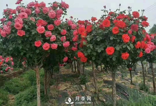 冬天如何來(lái)管理月季？(圖1)