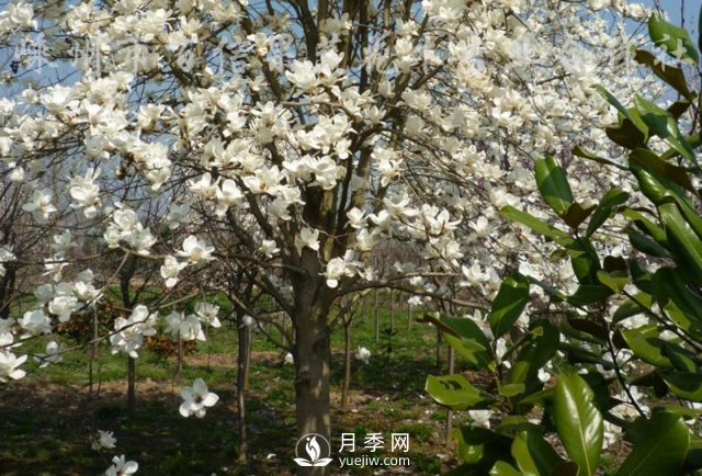 白玉蘭不僅“顏值”高，而且生態(tài)功能強大！(圖1)