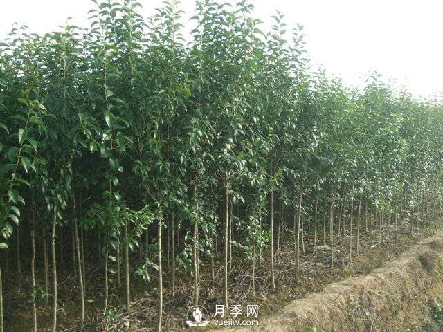 大葉女貞一般預防凍害的措施主要有八個(gè)點(diǎn)(圖1)