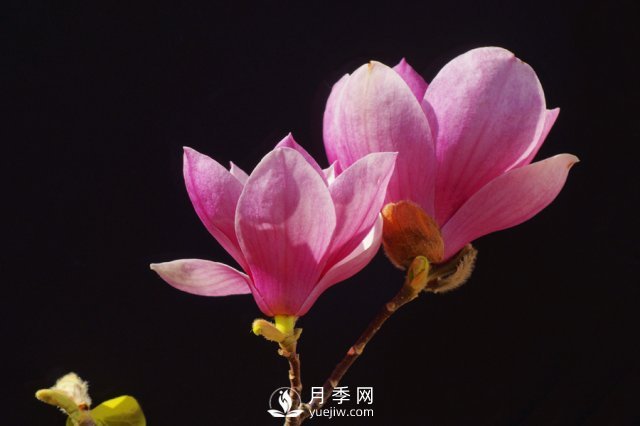 紅玉蘭花寓意是什么？(圖1)