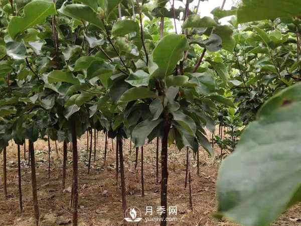 巨紫荊種子播種方法種子怎樣種植才***好呢？(圖1)