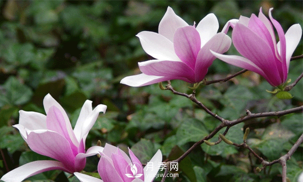 紅玉蘭？紫玉蘭？看這兩處你就清楚了(圖1)