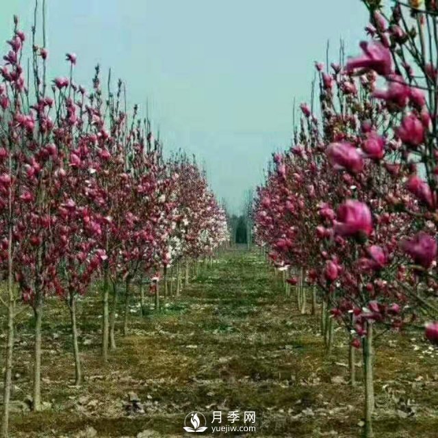 白玉蘭長(cháng)得好不好，其實(shí)和開(kāi)花是有很大聯(lián)系，如何促花開(kāi)？(圖1)