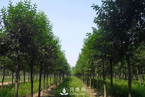 大葉女貞平時(shí)應該怎么進(jìn)行養護？(圖1)