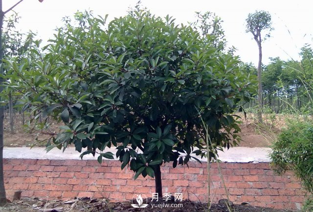 南欒和北欒同屬欒樹(shù)科，但南欒和北欒有很多不同特征(圖1)
