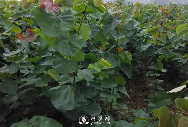 巨紫荊種植基地講述它的生態(tài)習性以及園林用途(圖1)