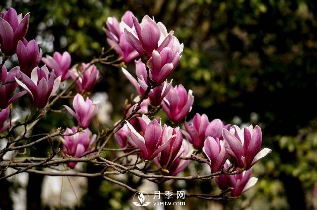 苗木種植基地分析紫玉蘭的腐爛病如何來(lái)防治？(圖1)