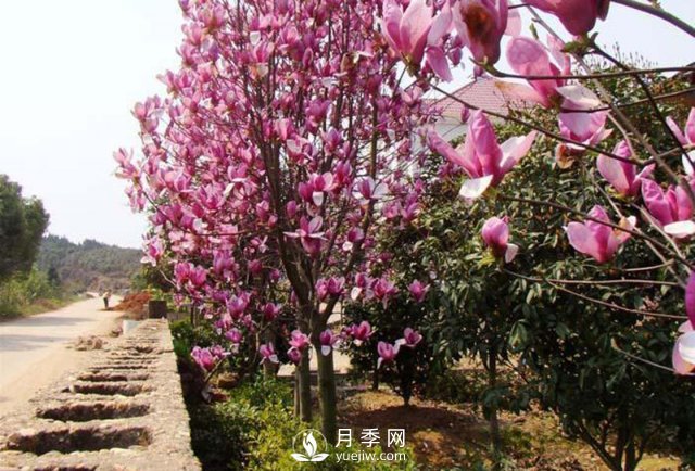怎樣防治治療紅玉蘭大班病害？(圖1)