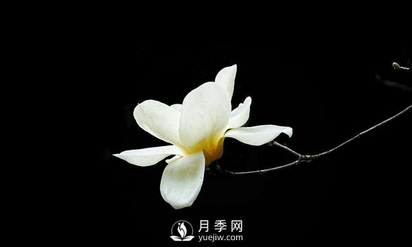 白玉蘭扦插繁殖方法總結分享(圖1)