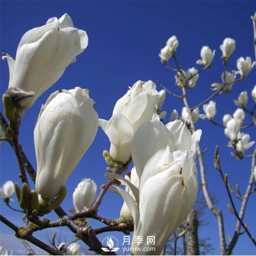 萬(wàn)物復蘇時(shí)節，春的信使——白玉蘭悄然開(kāi)放(圖1)