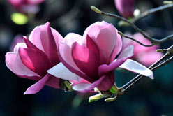 玉蘭花開(kāi)報春光——南陽(yáng)玉蘭苗木種植(圖1)
