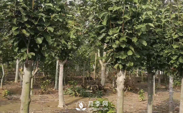 8-15公分紅白黃玉蘭量大，還有嬌紅一號，需要的朋友趕快聯(lián)系哦(圖2)