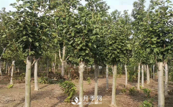 8-15公分紅白黃玉蘭量大，還有嬌紅一號，需要的朋友趕快聯(lián)系哦(圖1)