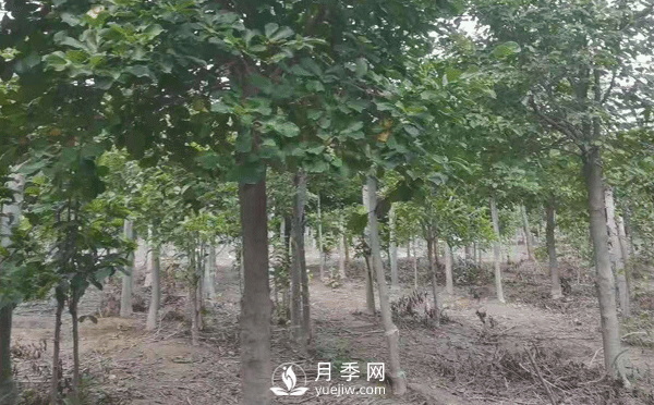 8-15公分紅白黃玉蘭量大，還有嬌紅一號，需要的朋友趕快聯(lián)系哦(圖4)
