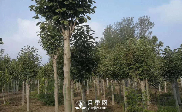 8-15公分紅白黃玉蘭量大，還有嬌紅一號，需要的朋友趕快聯(lián)系哦(圖3)