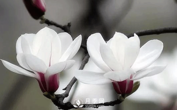 要想養護好白玉蘭盆景，要注意土壤，陽(yáng)光水肥幾個(gè)方面的工作(圖1)