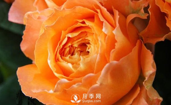 月季花還沒(méi)有開(kāi)花就開(kāi)始枯萎主要問(wèn)題(圖1)