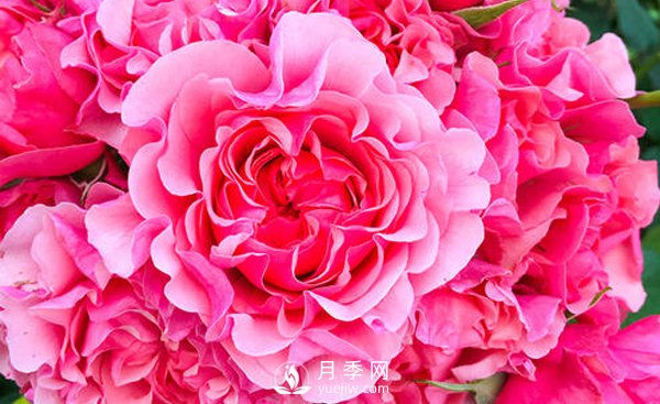 入冬了樹(shù)狀月季花該怎么修剪？(圖1)