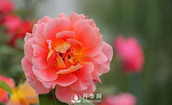 河南月季基地是怎樣防治介殼蟲(chóng)病害的？(圖1)