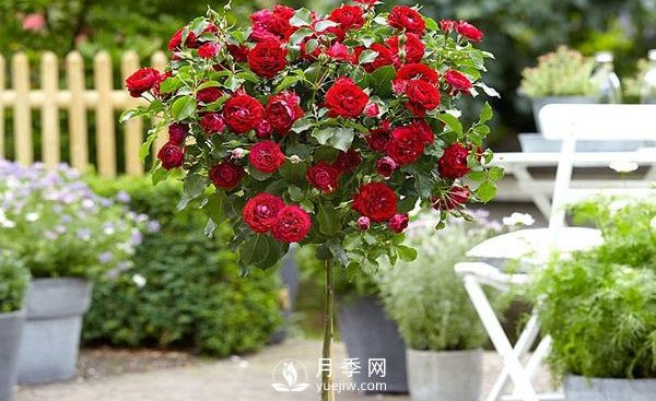 南陽(yáng)盆栽樹(shù)狀月季應該怎樣養護？(圖1)