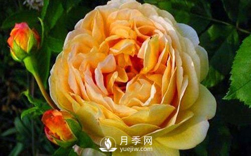 月季基地告訴你這四個(gè)原因容易導致樹(shù)狀月季枯死(圖1)