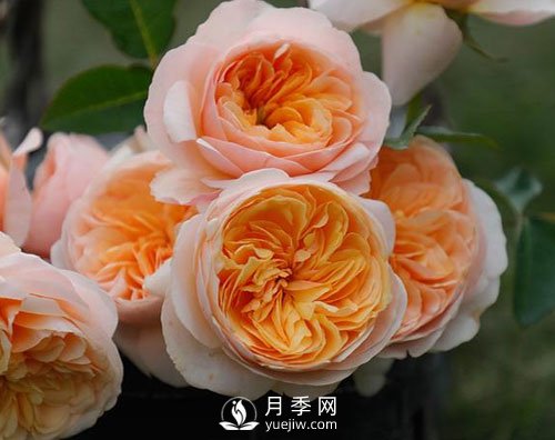南陽(yáng)月季已有千年歷史，外國人都知道，但許多人不知道！(圖1)