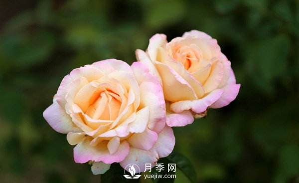 大花月季花扦插方法，用杯子給月季扦插方法(圖1)