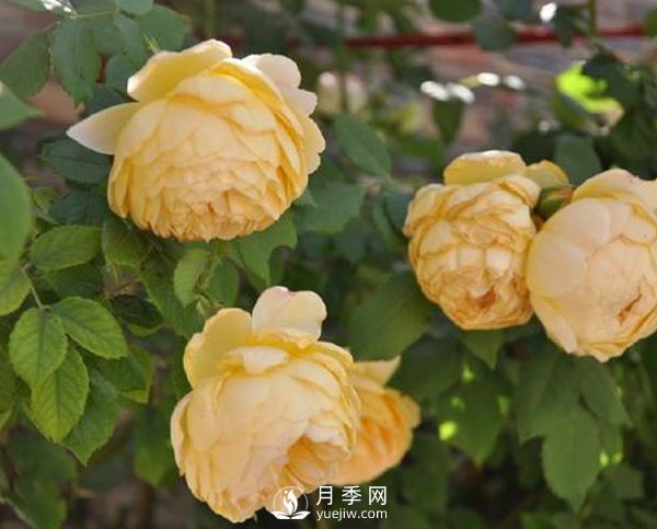 月季新葉卷曲枯萎？南陽(yáng)月季公司告訴你原因(圖1)