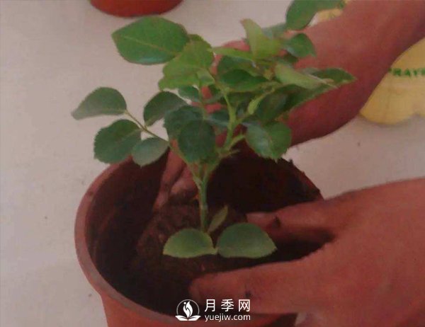 盆栽種植樹(shù)狀月季要怎樣選擇花盆和盆土？(圖1)