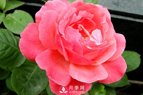 河南大花月季扦插發(fā)芽要掐掉嗎？(圖1)