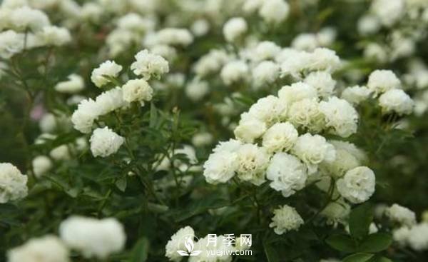 **次入手鉆石玫瑰也就是微型月季了，它的養護技巧都有哪些？(圖1)